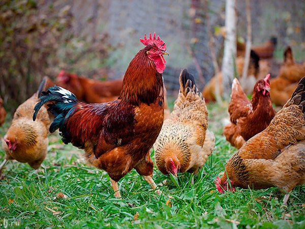 Породы куриц | ЗооТом - продажа, вязка и услуги для животных в Жирновске