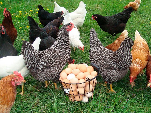 Содержание кур и уход за ними | ЗооТом - продажа, вязка и услуги для животных в Жирновске