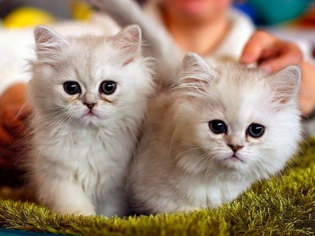 Породы кошек в Жирновске | ЗооТом портал о животных