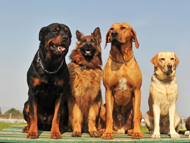 Крупные породы собак в Жирновске | ЗооТом портал о животных