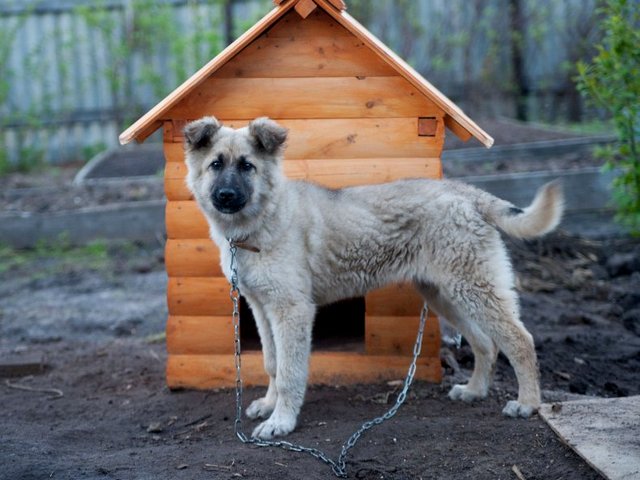 Все о собаках в Жирновске